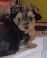 Bella, a female Yorkshire Terrier for sale in Guin, AL – Photo 3 of 7