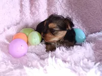 Bella, a female Yorkshire Terrier for sale in Guin, AL – Photo 6 of 7