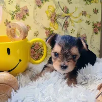 Jasper, a male Yorkshire Terrier for sale in Guin, AL – 3 of 8