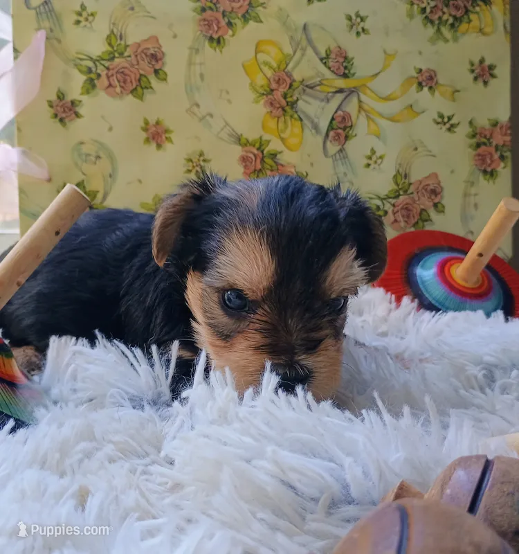 Sprout – Yorkshire Terrier puppy for sale in Guin, AL