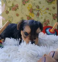 Sprout, a female Yorkshire Terrier for sale in Guin, AL – 1 of 6