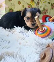Precious, a female Yorkshire Terrier for sale in Guin, AL – 2 of 7