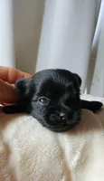Blackie, a male Pomeranian and Yorkshire Terrier for sale in Guin, AL – 2 of 5