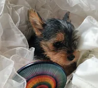 Champ , a male Yorkshire Terrier for sale in Guin, AL – 9 of 9