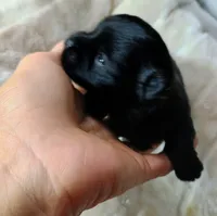 Blackie, a male Pomeranian and Yorkshire Terrier for sale in Guin, AL – 3 of 5