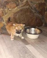 Little bear, a male Pomeranian for sale in Guin, AL – Photo 7 of 10