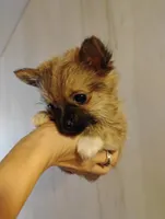 Little bear, a male Pomeranian and Yorkshire Terrier for sale in Guin, AL – Photo 4 of 10