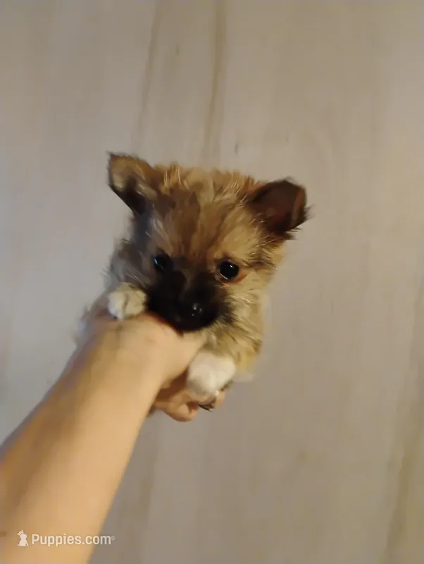 Little bear – Pomeranian, Yorkshire Terrier puppy for sale in Guin, AL