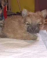 Little bear, a male Pomeranian for sale in Guin, AL – Photo 4 of 10