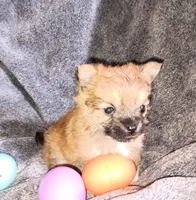 Little bear, a male Pomeranian for sale in Guin, AL – Photo 9 of 10