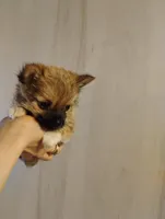 Little bear, a male Pomeranian and Yorkshire Terrier for sale in Guin, AL – Photo 2 of 10