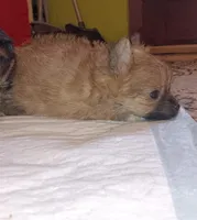 Little bear, a male Pomeranian for sale in Guin, AL – Photo 5 of 10