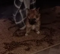 Little bear, a male Pomeranian for sale in Guin, AL – Photo 2 of 10