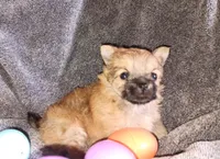 Little bear, a male Pomeranian for sale in Guin, AL – Photo 10 of 10