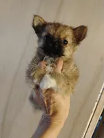 Little bear, a male Pomeranian and Yorkshire Terrier for sale in Guin, AL – Photo 3 of 10