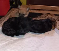 Little bear, a male Pomeranian for sale in Guin, AL – Photo 3 of 10