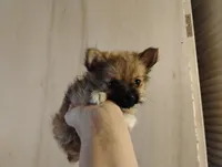 Little bear, a male Pomeranian and Yorkshire Terrier for sale in Guin, AL – Photo 5 of 10