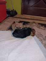 Little bear, a male Pomeranian for sale in Guin, AL – Photo 8 of 10