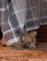 Little bear, a male Pomeranian for sale in Guin, AL – Photo 6 of 10