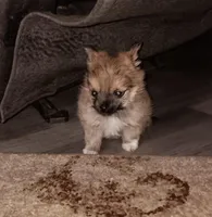 Little bear, a male Pomeranian for sale in Guin, AL – Photo 1 of 10