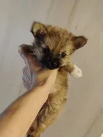 Little bear, a male Pomeranian and Yorkshire Terrier for sale in Guin, AL – Photo 6 of 10