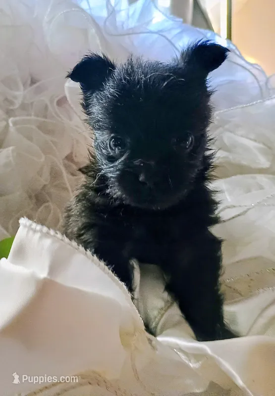 Midnight – Pomeranian, Yorkshire Terrier puppy for sale in Guin, AL