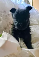 Midnight, a male Pomeranian and Yorkshire Terrier for sale in Guin, AL – 1 of 10