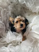 Susie, a female Yorkshire Terrier for sale in Guin, AL – 10 of 10
