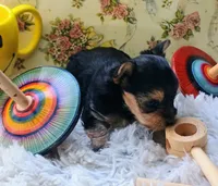 Tiny girl, a female Yorkshire Terrier for sale in Guin, AL – 2 of 9