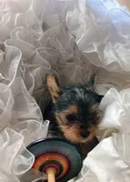 Champ , a male Yorkshire Terrier for sale in Guin, AL – 3 of 9