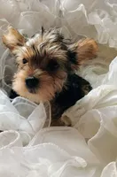 Susie, a female Yorkshire Terrier for sale in Guin, AL – 3 of 10