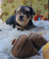 Precious, a female Yorkshire Terrier for sale in Guin, AL – 3 of 7
