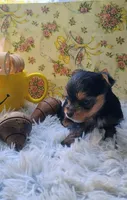 Hamilton, a male Yorkshire Terrier for sale in Guin, AL – 3 of 8