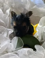 Buster, a male Pomeranian and Yorkshire Terrier for sale in Guin, AL – 5 of 10