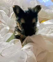 Buster, a male Pomeranian and Yorkshire Terrier for sale in Guin, AL – 2 of 10