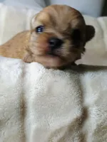 Tank, a male Pomeranian and Yorkshire Terrier for sale in Guin, AL – 2 of 5