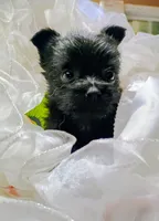 Midnight, a male Pomeranian and Yorkshire Terrier for sale in Guin, AL – 6 of 10