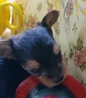 Tiny girl, a female Yorkshire Terrier for sale in Guin, AL – 6 of 9