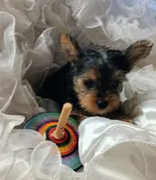 Champ , a male Yorkshire Terrier for sale in Guin, AL – 7 of 9