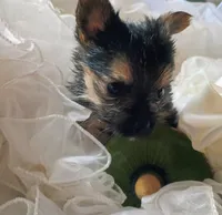 Buster, a male Pomeranian and Yorkshire Terrier for sale in Guin, AL – 8 of 10