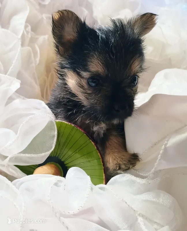 Blake – Pomeranian, Yorkshire Terrier puppy for sale in Guin, AL