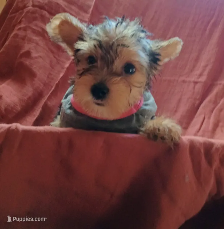 Precious – Yorkshire Terrier puppy for sale in Guin, AL