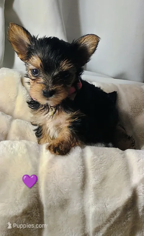 Sprout – Yorkshire Terrier puppy for sale in Guin, AL