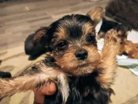 Jasper, a male Yorkshire Terrier for sale in Guin, AL – 8 of 8