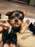 Jasper, a male Yorkshire Terrier for sale in Guin, AL – 7 of 8