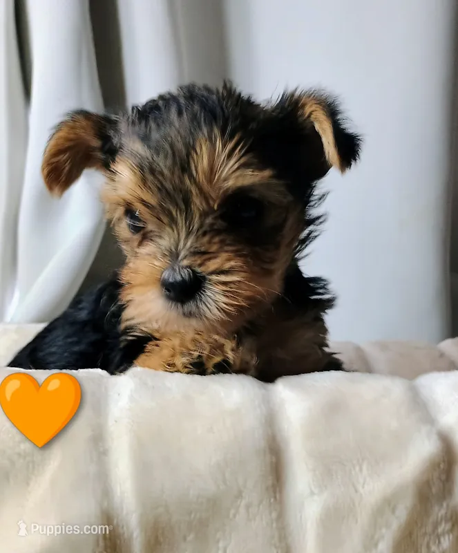 Hamilton – Yorkshire Terrier puppy for sale in Guin, AL