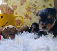 Hamilton, a male Yorkshire Terrier for sale in Guin, AL – 7 of 8