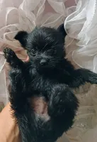 Midnight, a male Pomeranian and Yorkshire Terrier for sale in Guin, AL – 10 of 10