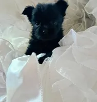 Midnight, a male Pomeranian and Yorkshire Terrier for sale in Guin, AL – 4 of 10