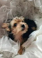 Susie, a female Yorkshire Terrier for sale in Guin, AL – 6 of 10